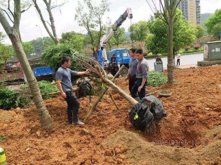 忠仑苗圃交通最新动态