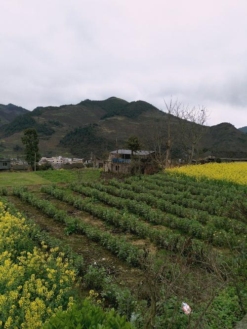 雷坪乡最新天气预报