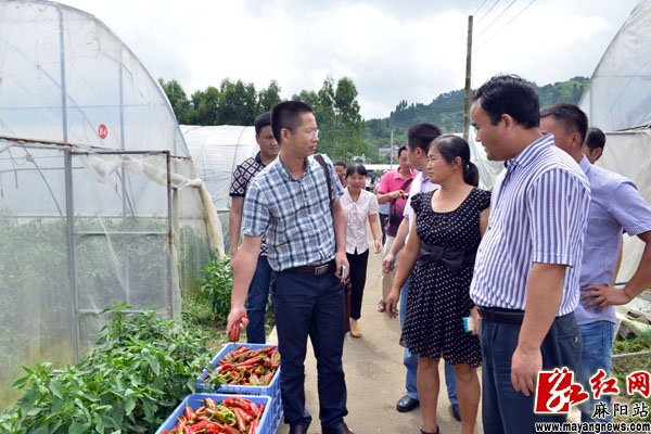 麻阳苗族自治县农业农村局新项目推动农业现代化，乡村振兴再添动力